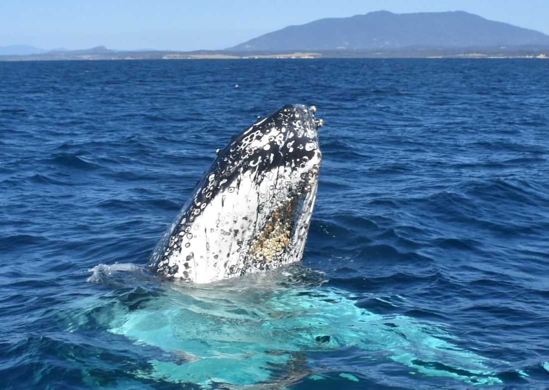 Narooma Whale Watching Tours wit Seal Swim Australia