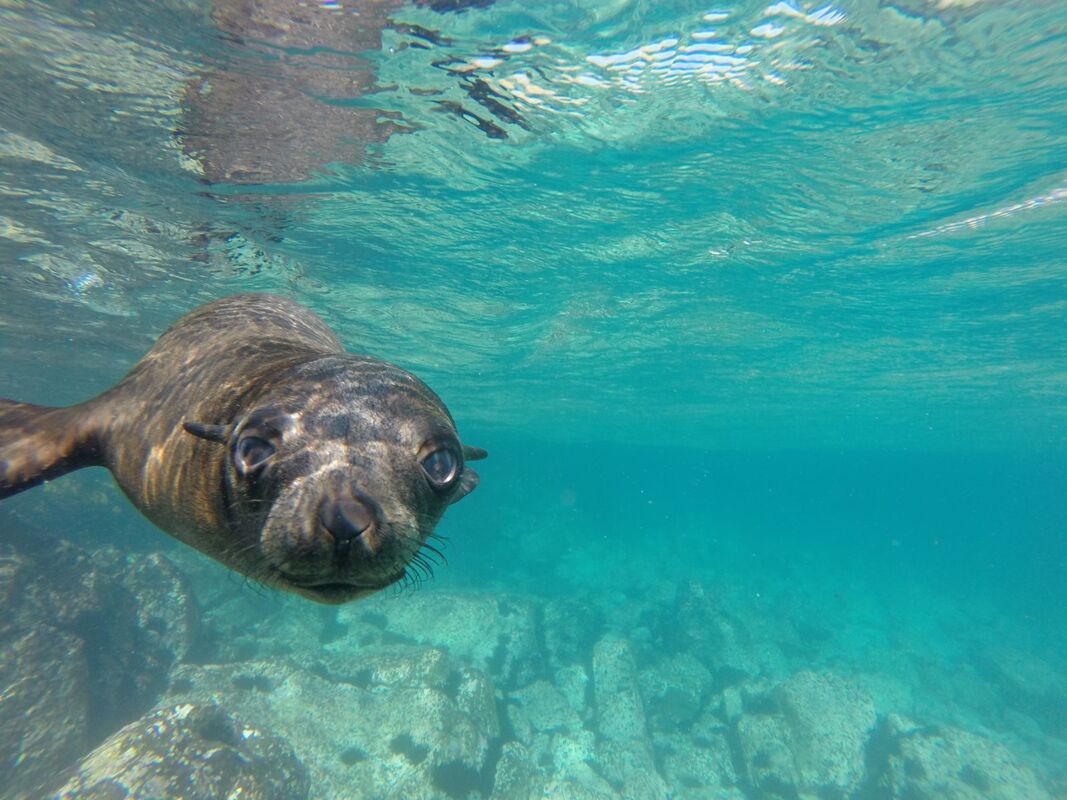 Montague Island is home to the largest colony of Seals in NSW Seal Swim Australia
