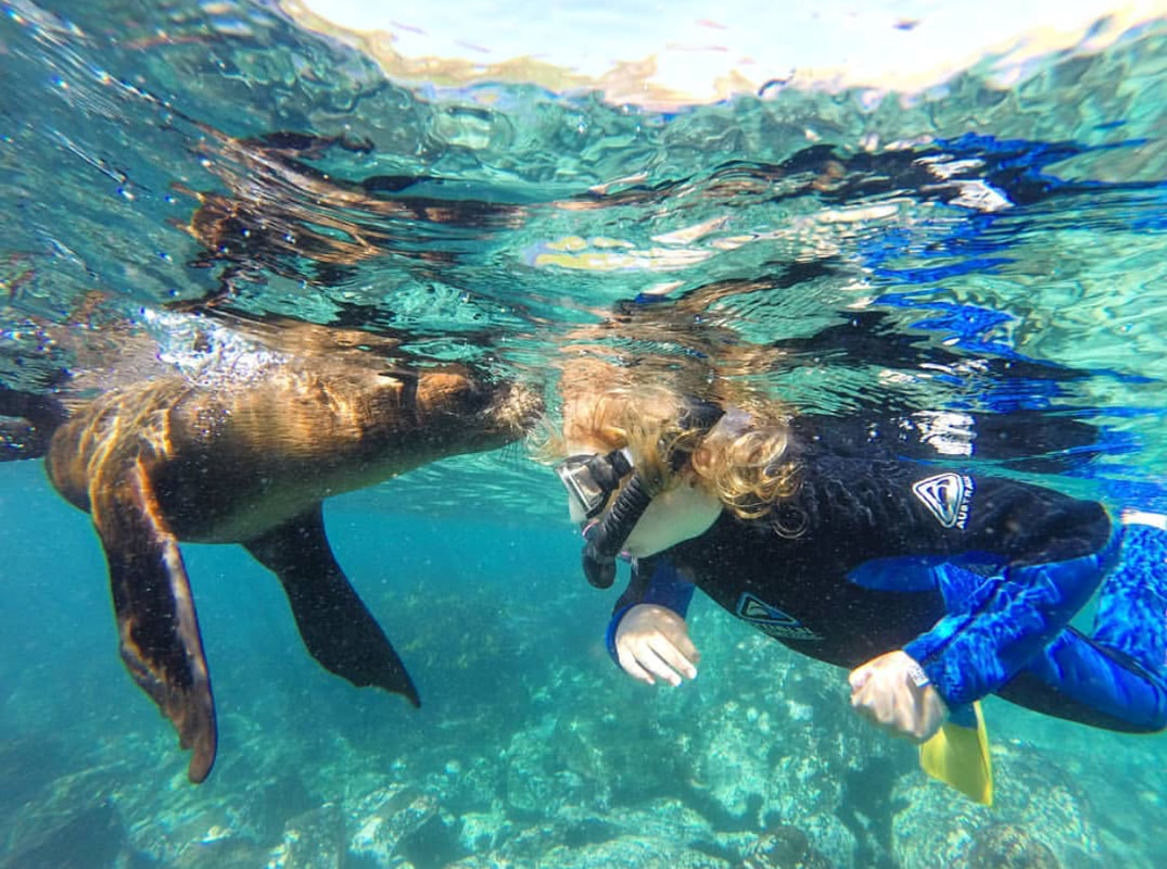 Snorkel Swim and Dive with Seals Seal Swim Australia Narooma NSW