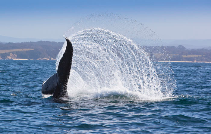 Spectacular Narooma whale Watching Tours Seal Swim Australia
