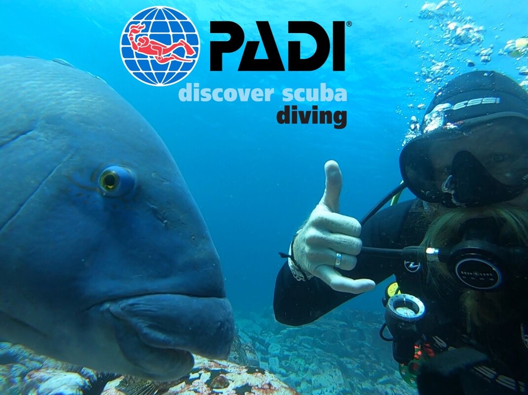 Try a Discover Scuba Dive with seals with Seals Swim Austarlia
