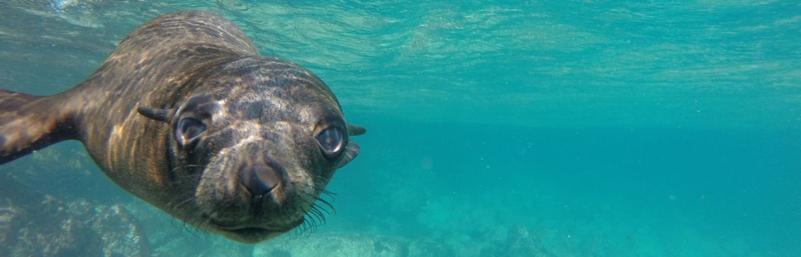 Narooma snorkel with Seals tour