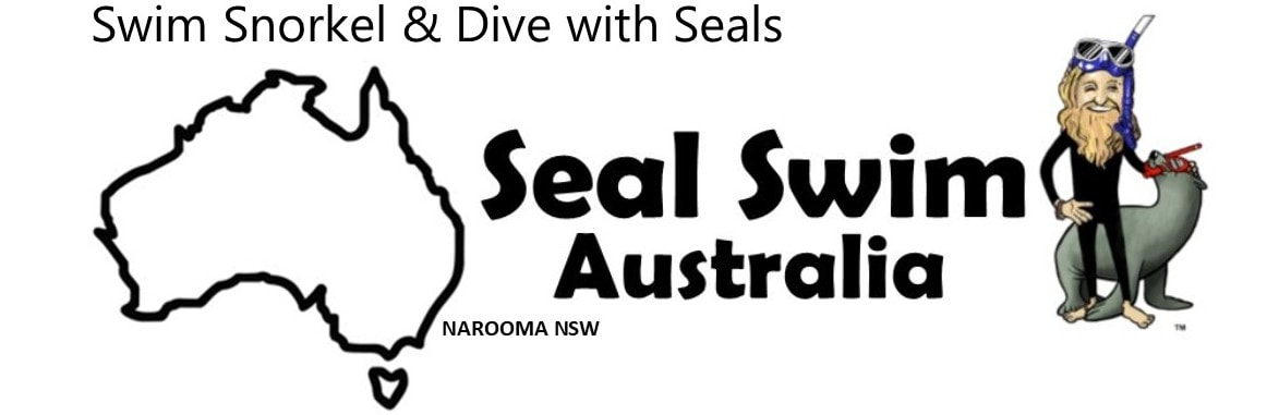 Swim Snorkel and Scuba Dive with Seals at Montague Island NSW Narooma with Seal