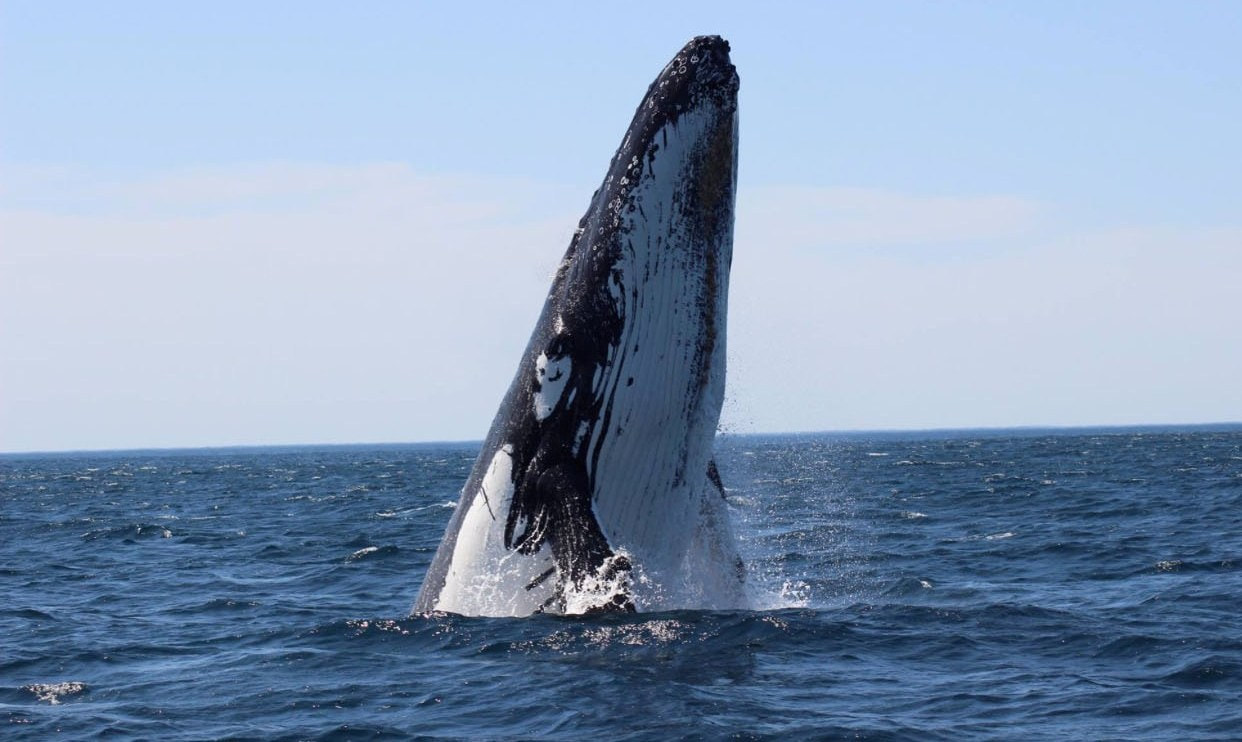 Narooma best Whale watching tours with Seal Swim Australia